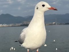 -海埂大坝