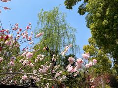-南汇桃花村