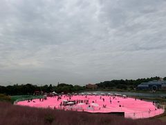 -大塘金香草谷