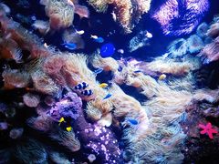 -悉尼海洋生物水族馆