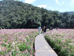 -广州市石门国家森林公园