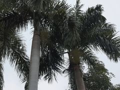 -广州市白云山风景名胜区
