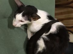 -猫色咖啡·猫咖