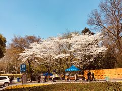 -武汉大学-樱园
