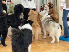 -Let's go狗咖·猫咖·奶狗·桌游(春熙路IFS店)