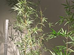 -绿茶餐厅(淮安吾悦广场店)