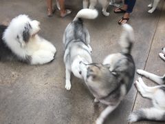 -TrueLove @ Neverland (Husky Cafe)