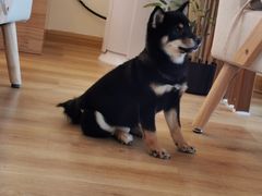 -柴犬小屋·柴餐厅·狗咖食堂(金鼎广场店)