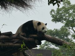 -武汉动物园