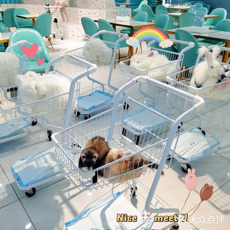 Nice 🐰meet U-魔都遇见萌兔