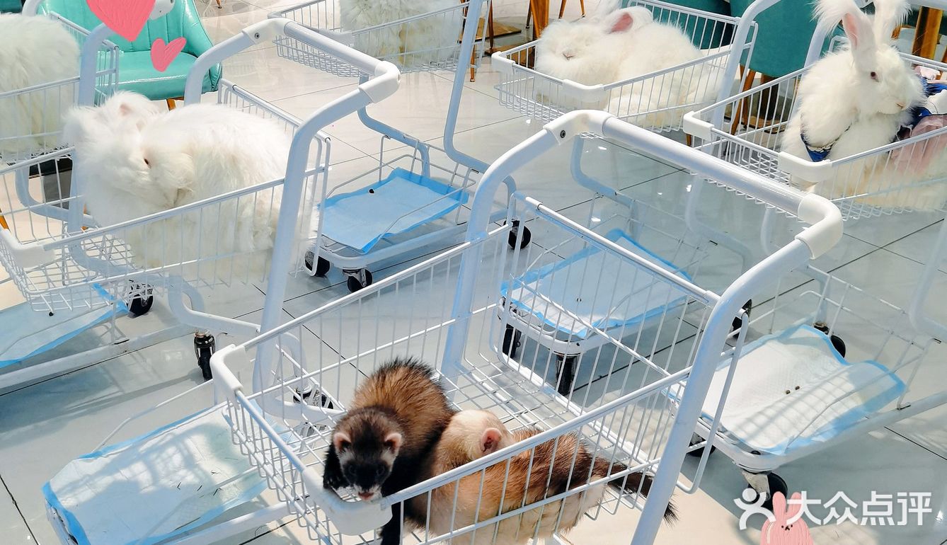 Nice 🐰meet U-魔都遇见萌兔