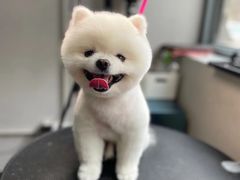-美联众合动物医院·24h转诊中心