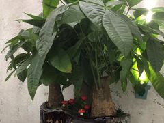 -缶乐FOLLOW咖啡
