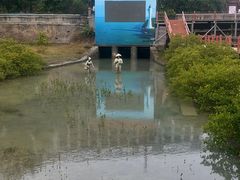 -北海金海湾红树林生态旅游区