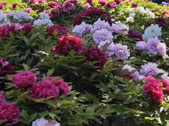 -莲花池公园