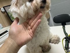 -谐和益家动物医院·免疫绝育·血液透析·宠保定点医院(高新伊藤分院)