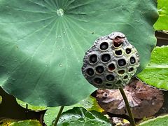 -西双版纳总佛寺