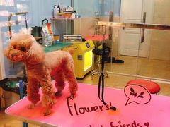-小呆的宠物店·宠物售卖·宠物寄养(城西店)