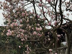 -无锡梅园公园