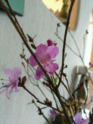 -娇玫荟SPA