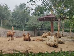 -石家庄市动物园