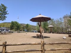 -大连森林动物园