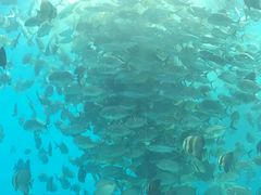 -瑞德姆美人鱼海底演艺主题餐厅(亚龙湾店)