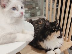 -楼上猫咖(罗湖店)