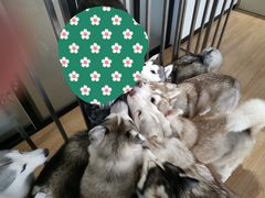 -Husky Go! 哈士奇体验馆·宠物咖啡厅狗咖
