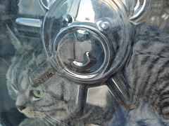 -伟伟宠物医院·瑞派猫友好医院·猫科(光谷店)