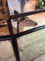 -酷嗒动物文化乐园(cutezoo西溪乐天城店)