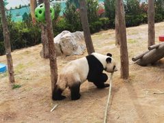 -西霞口神雕山野生动物世界