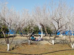 -永定河休闲森林公园