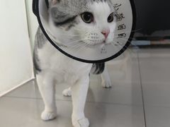 -瑞派康怡24h宠物医院·犬猫医疗中心·微创绝育(瑞景分院)
