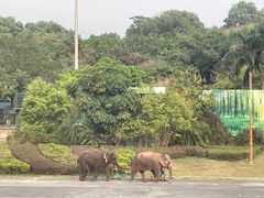 -深圳野生动物园