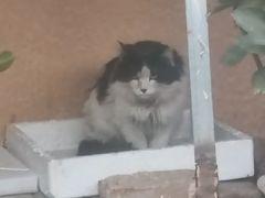 -萌兽医馆·犬猫专科·眼科中心·宠物医院(朝阳门分院)