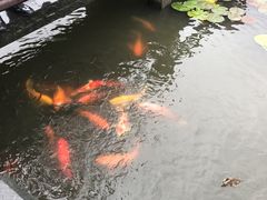 -西湖游船