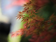 -松云泽