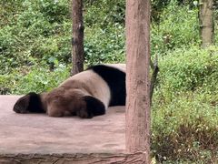 -中国大熊猫保护研究中心雅安碧峰峡基地