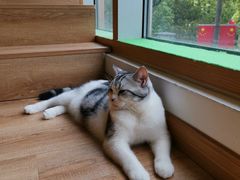 -李小姐の猫咖啡馆(五角场店)