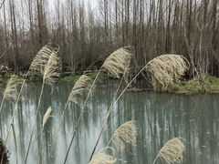 -桤木河湿地公园