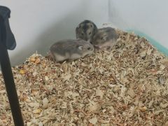 -怪兽屋·羊驼·猫咖·狗咖(俊华广场店)