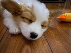 -pd派德宠物中心医院24H急重症·眼科中心·血液透析中心(嵩山北路店)