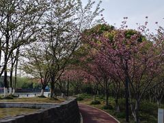 -高东镇樱花园