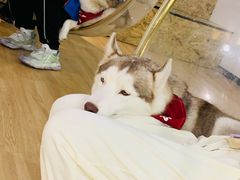 -Husky Go! 哈士奇体验馆·宠物咖啡厅狗咖