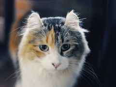 -more than meow吴止猫主题餐厅(承德 中船汇店)