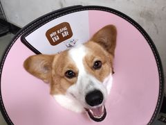 -爱贝特动物医院·猫口炎专科