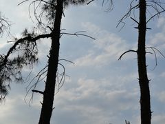 -铁山坪森林公园