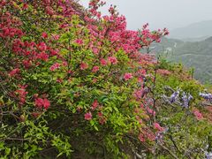 -木兰云雾山