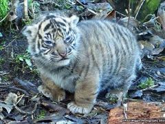 -新疆阿卜杜拉烧烤餐厅(四方坪店)